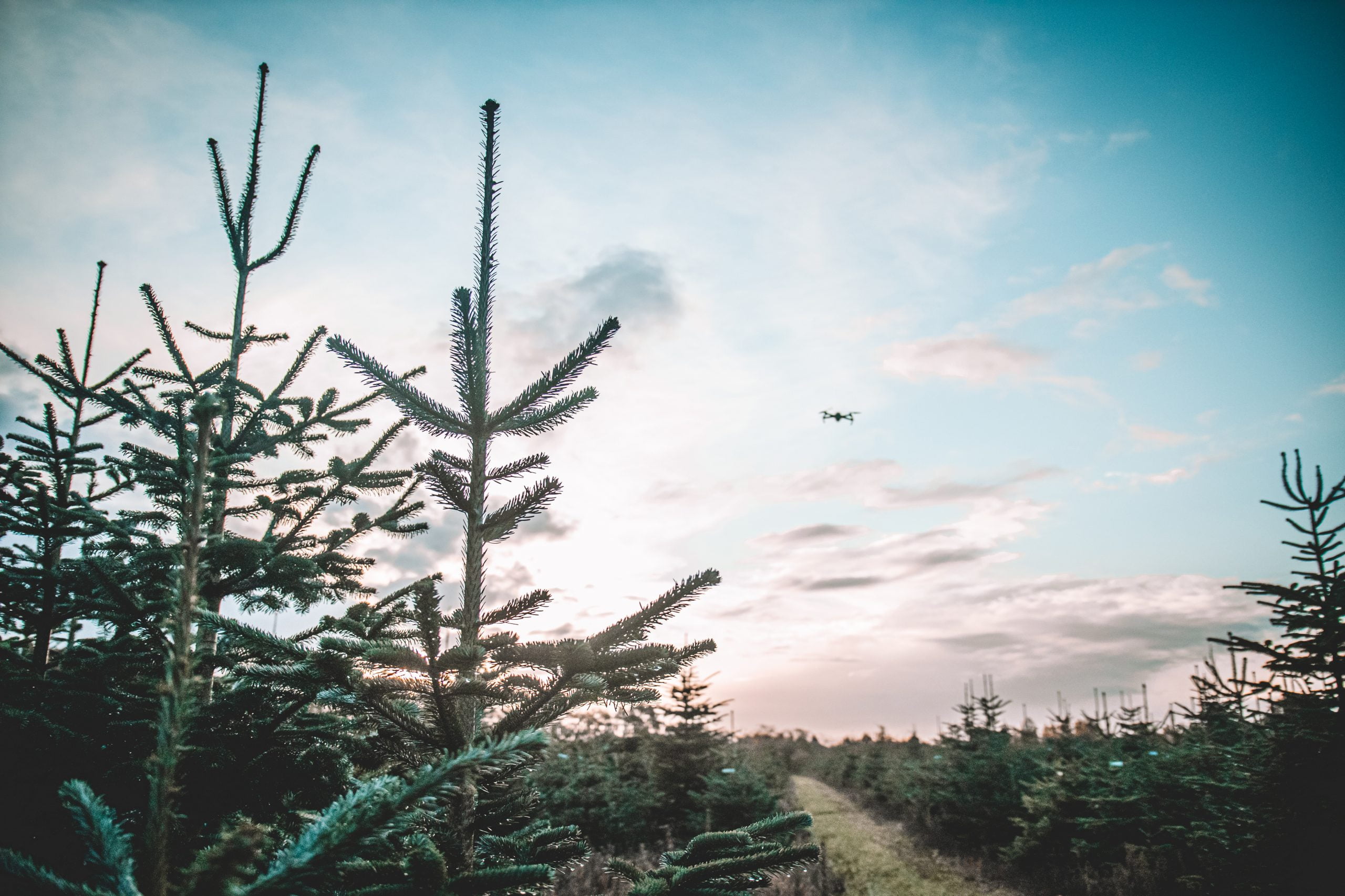 Kerstbomen groothandel Nederland - Kerstbomen verkopen?